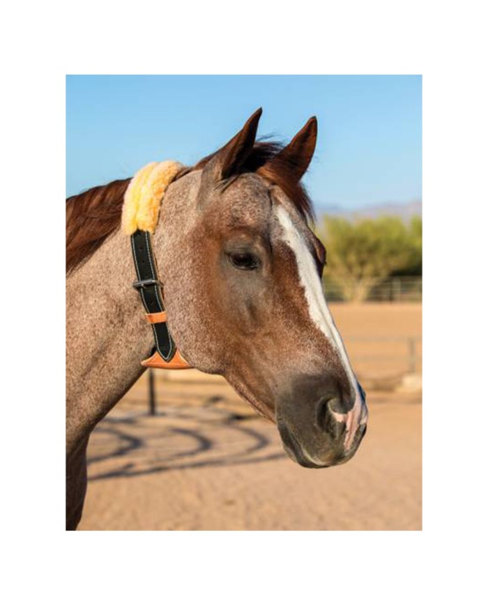 THE DARE CRIBBING CONTROL COLLAR