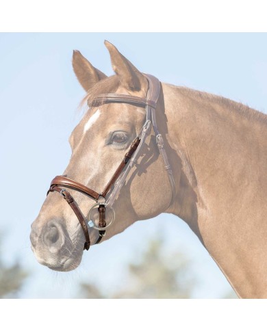 FLASH NOSEBAND