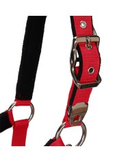 CAVEZZA EQUESTRO C/LUNGHINA MODELLO SHINY FITTINGS