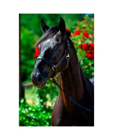 Stable halter NT