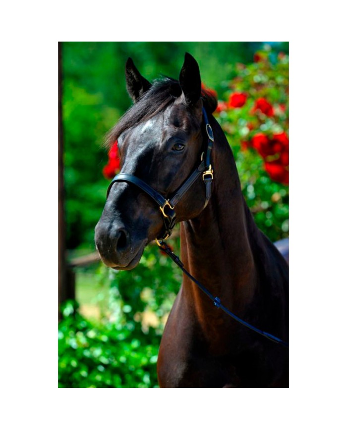 Stable halter NT