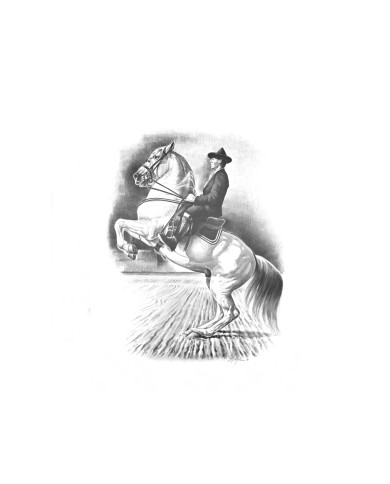 STAMPA SOGGETTI EQUESTRI