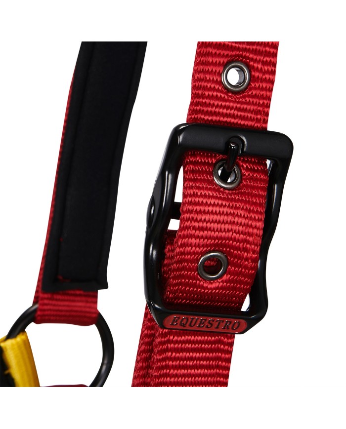 CAVEZZA EQUESTRO FLAGGY + LUNGHINA